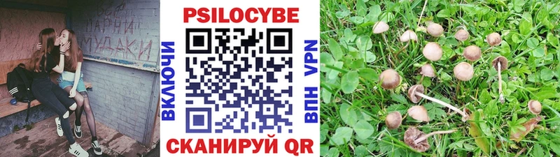 закладка  Меленки  Псилоцибиновые грибы Magic Shrooms 